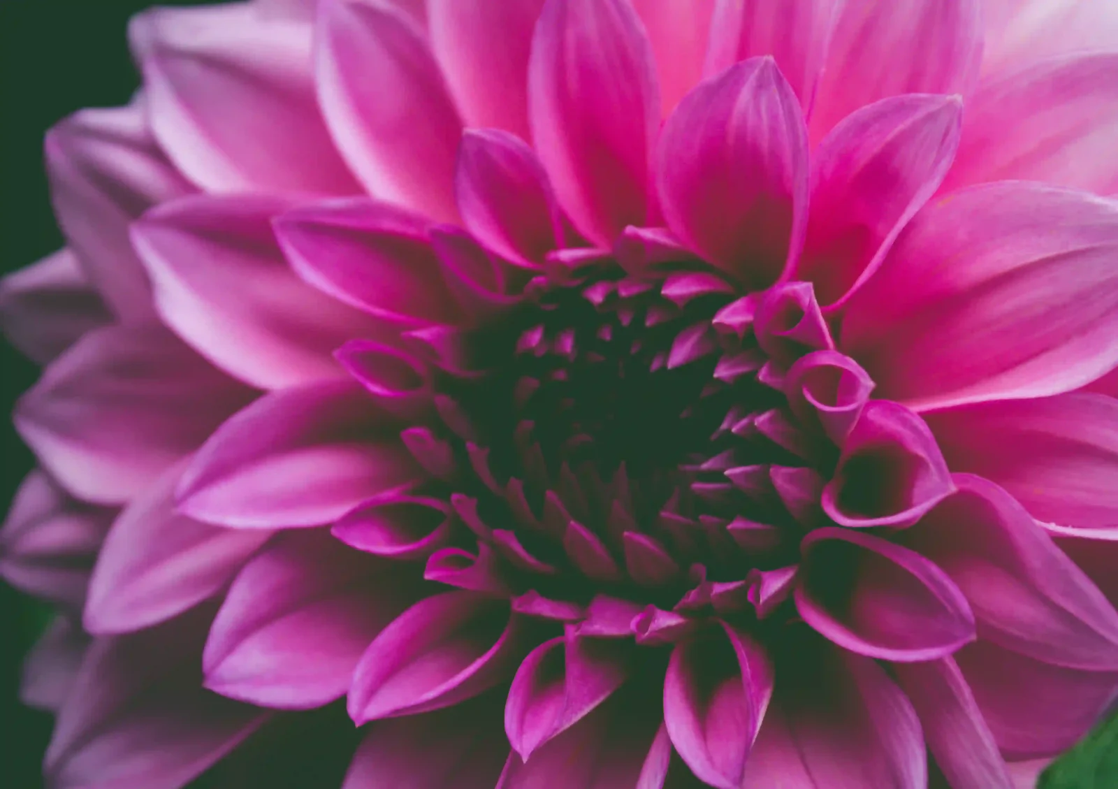 Pink dahlia petals filling the whole frame