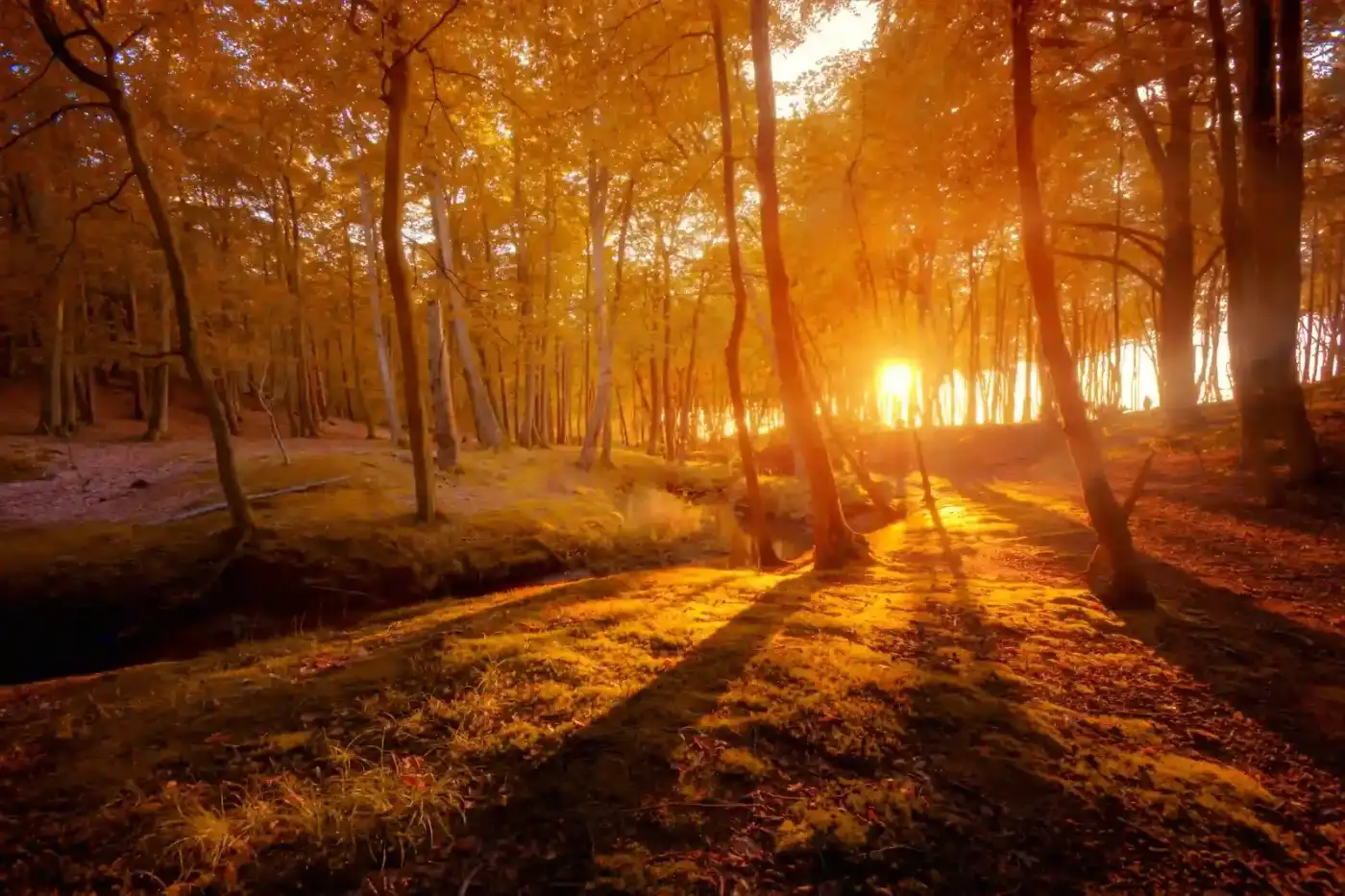 Long shadows stretching across an autumn forest in warm evening light