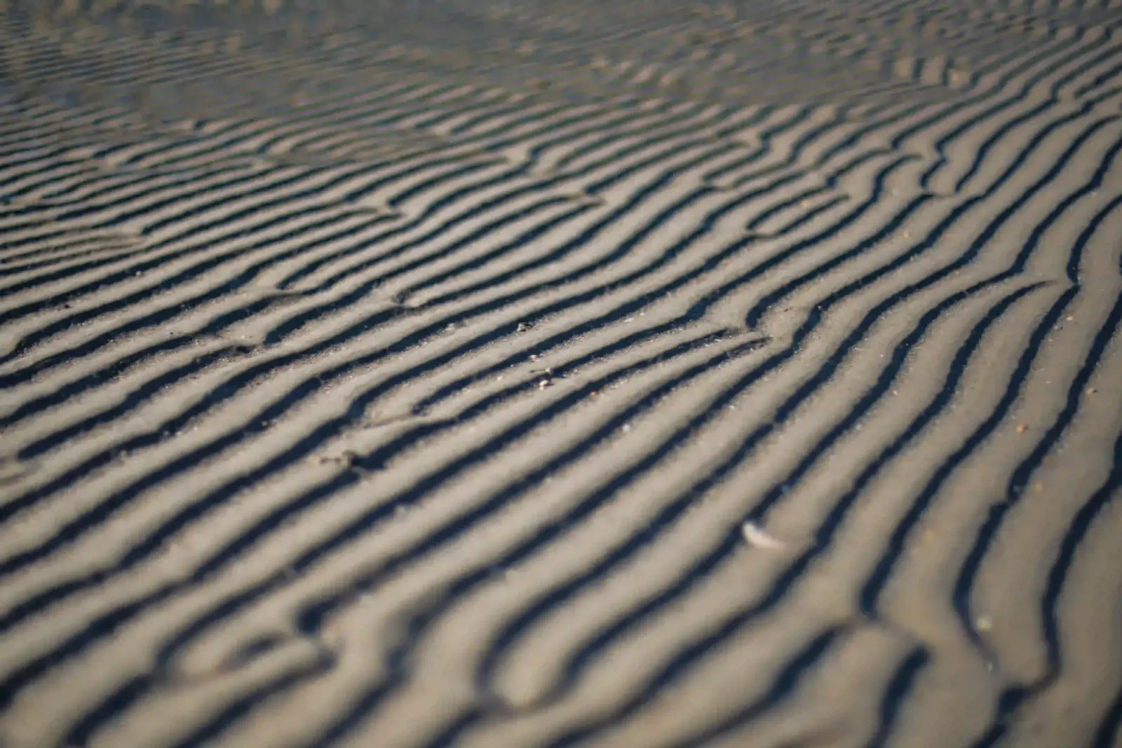 Wind-made sand ripples showing texture in low side light