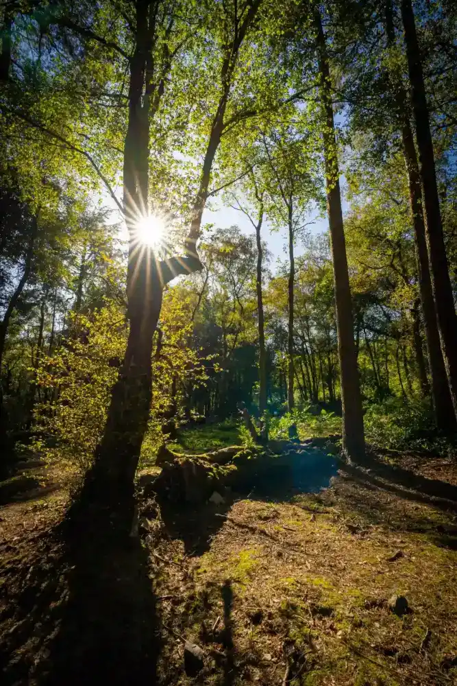 Sun shining through tall trees as a starburst in the forest