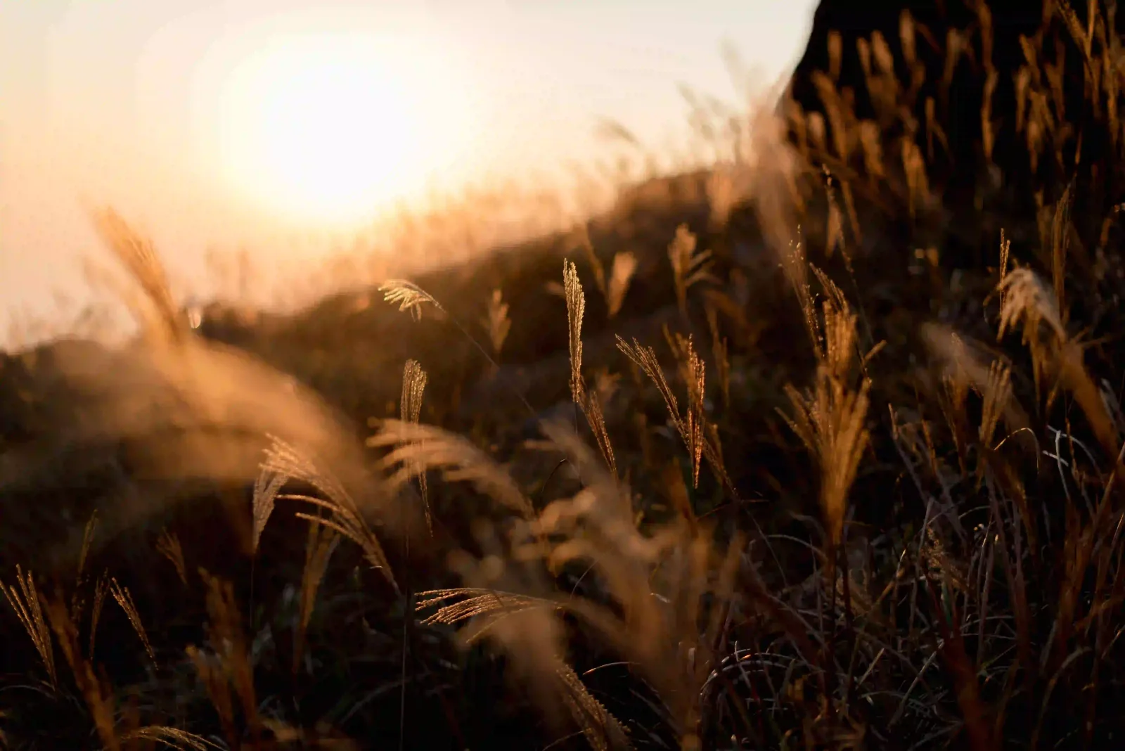 Wild grass glowing in low warm sunlight at golden hour