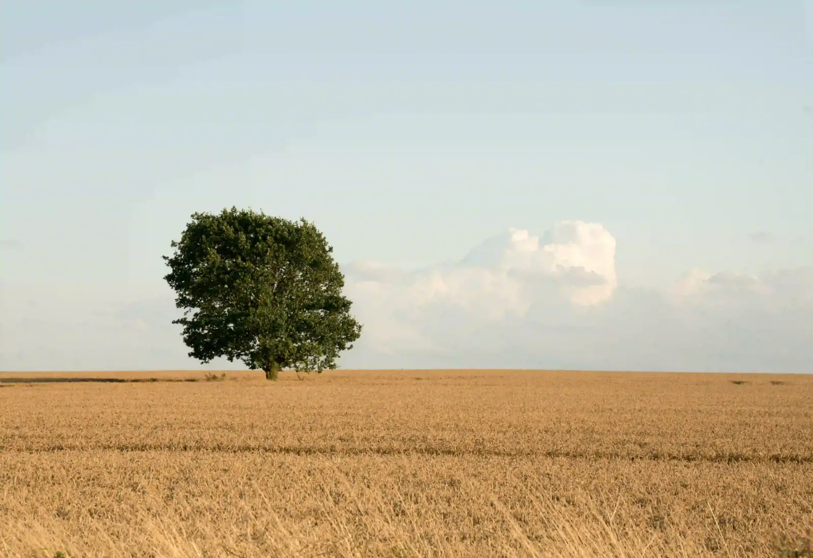Lone tree placed on the left third of a wheat field, an example of the rule of thirds