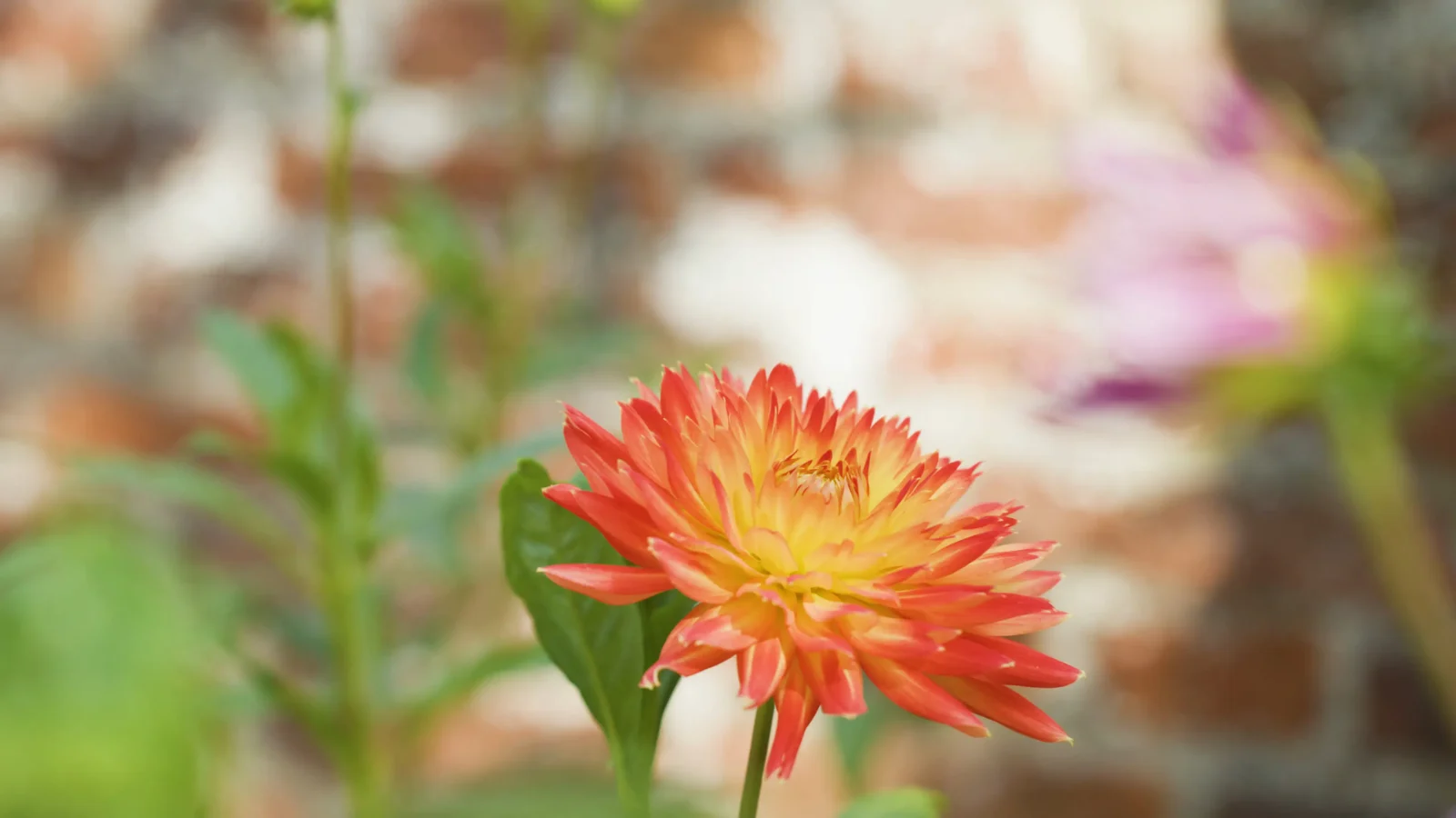 Orange dahlia sharp against a softly blurred garden, shallow depth of field